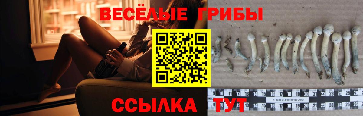 Наро-Фоминск  Псилоцибиновые грибы MAGIC MUSHROOMS  Вход с VPN  Псилоцибиновые грибы Psilocybine cubensis 
